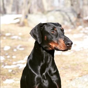 Meet your Posher, Edward